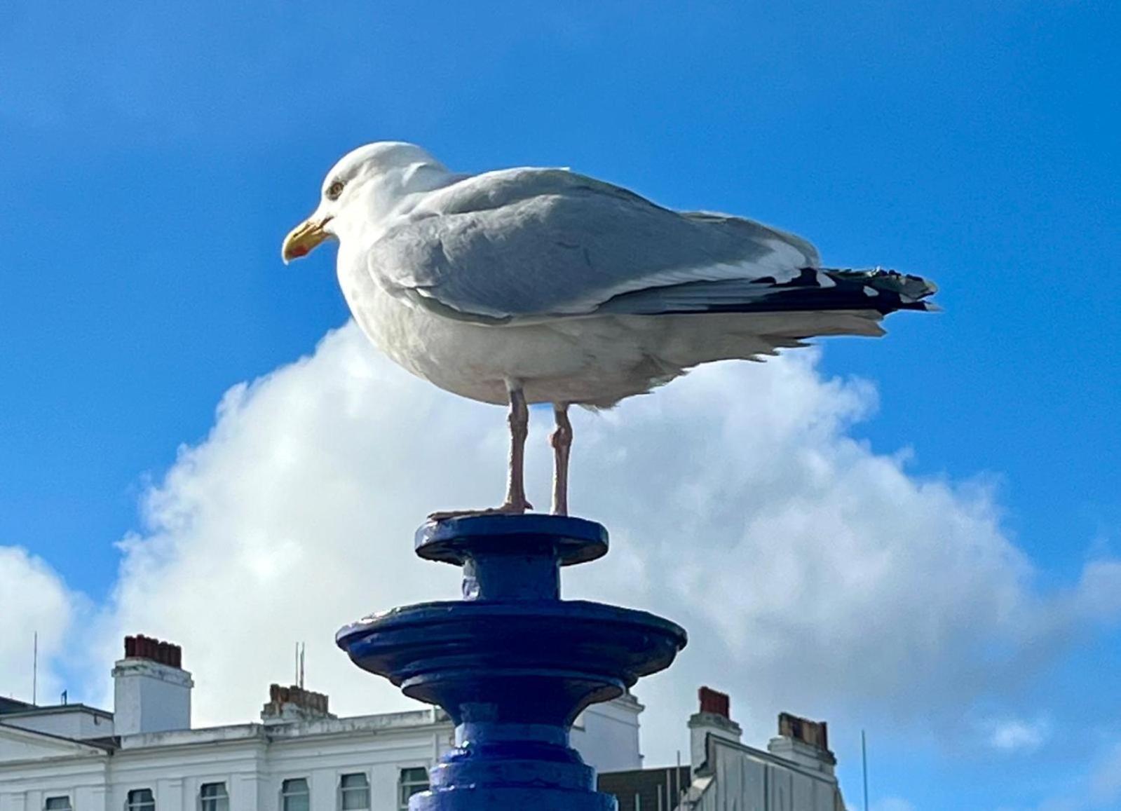 "The Italian" Seafront Apartment Eastbourne Ngoại thất bức ảnh